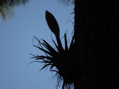 Tillandsia lampropoda