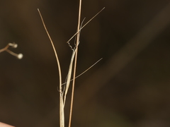 Aristida basiramea
