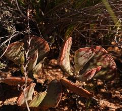 Adromischus triflorus