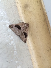 Bastilla joviana