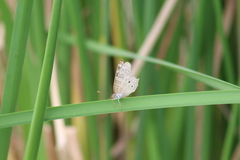 Anartia jatrophae