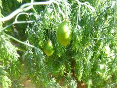 Asparagus declinatus