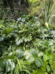 Acanthus mollis