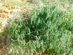 Asparagus declinatus