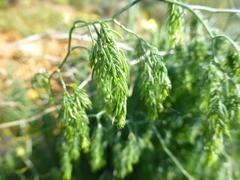 Asparagus declinatus
