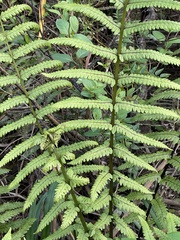 Pakau pennigera