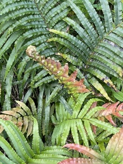 Blechnum novae-zelandiae