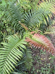 Blechnum novae-zelandiae