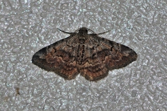 Paragona multisignata