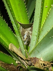 Cophixalus australis