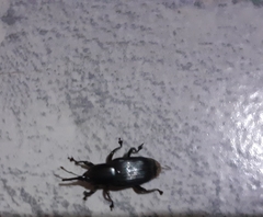 Odoiporus longicollis