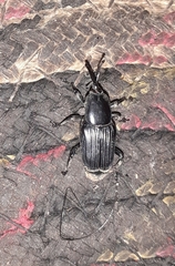 Odoiporus longicollis