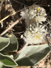 Gomphrena caespitosa