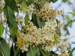 Cordia gerascanthus