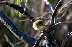 Acrocephalus australis australis