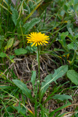 Crepis chrysantha