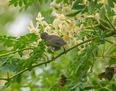 Myzomela jugularis