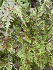Pteris macilenta