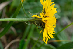 Crepis chrysantha