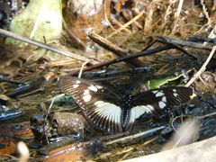 Pseudacraea lucretia expansa