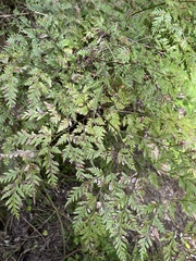 Pteris macilenta
