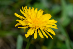 Crepis chrysantha