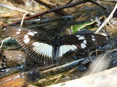Pseudacraea lucretia expansa