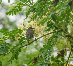 Myzomela jugularis