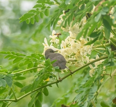 Myzomela jugularis