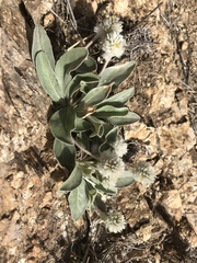 Gomphrena caespitosa