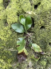 Asplenium oblongifolium