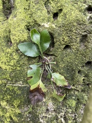 Asplenium oblongifolium