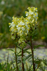 Pedicularis compacta