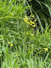Oxalis pes-caprae