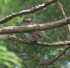 Gymnoris superciliaris