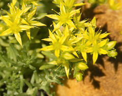 Sedum acre