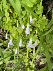 Oxalis incarnata