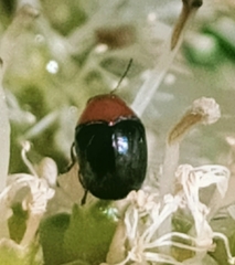 Ditropidus fugitivus