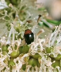 Ditropidus fugitivus