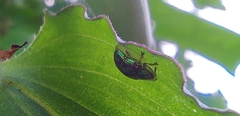 Cassida circumdata