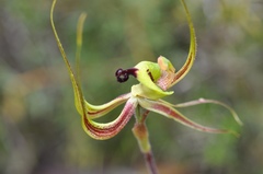 Caladenia integra