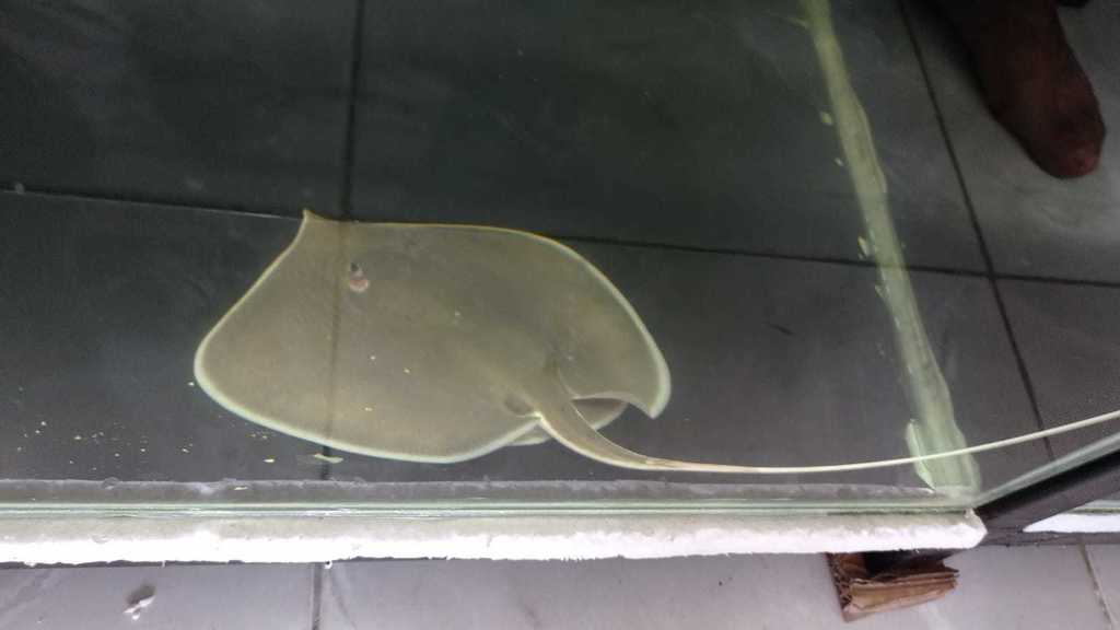 White-edge freshwater whipray (Fluvitrygon signifer) — Dasyatidae