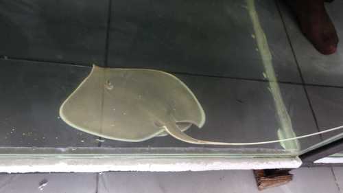 White-edge freshwater whipray (Fluvitrygon signifer) — Dasyatidae