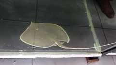 Fluvitrygon signifer