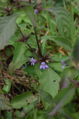 Dyschoriste quadrangularis