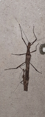 Trachythorax
