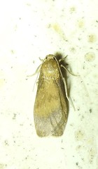 Lambula obliquilinea