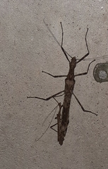 Trachythorax