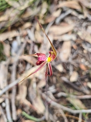 Caladenia reticulata