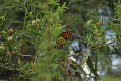 Danaus plexippus
